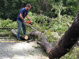 Best Tree Cabling and Bracing  in Stewartville, AL