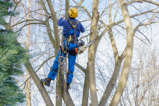 Best Palm Tree Trimming  in Stewartville, AL