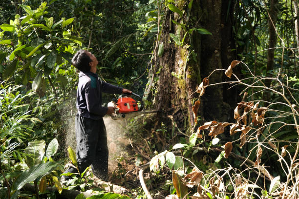 Best Commercial Tree Services  in Stewartville, AL