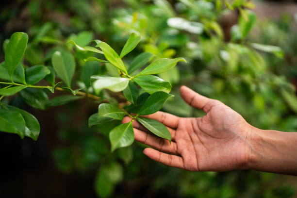 Best Hedge Trimming  in Stewartville, AL