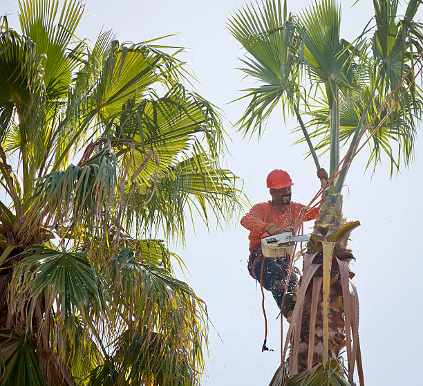 Best Root Management and Removal  in Stewartville, AL