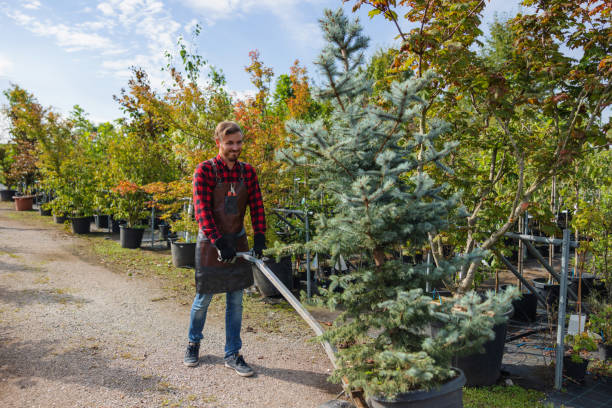 Best Tree Trimming and Pruning  in Stewartville, AL