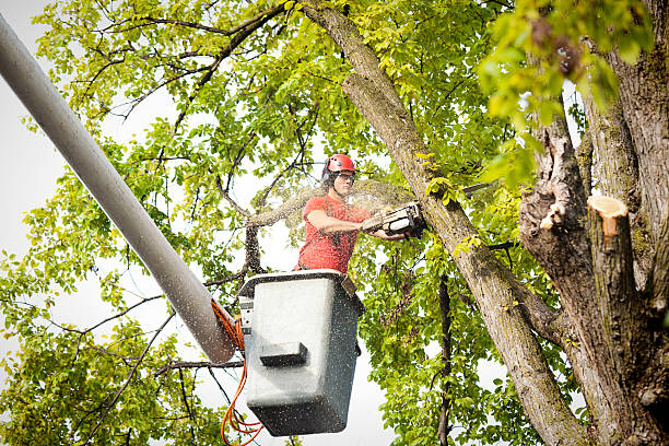 Best Fruit Tree Pruning  in Stewartville, AL