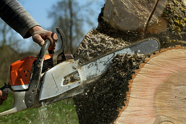 Best Hazardous Tree Removal  in Stewartville, AL