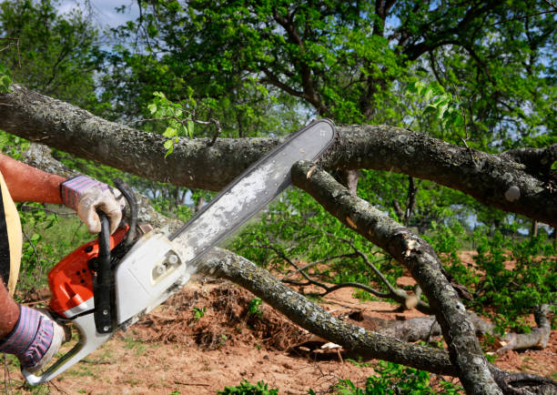 Professional Tree Services in Stewartville, AL
